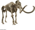 Zdjęcie dodatkowe produktu Mammoth (Mamut) Exploring Lab Nature Bandai